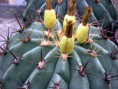 /album/fotogaleria-rod-ferocactus/ferocactus-alamosanus-554-chrudim-p4110004-jpg/